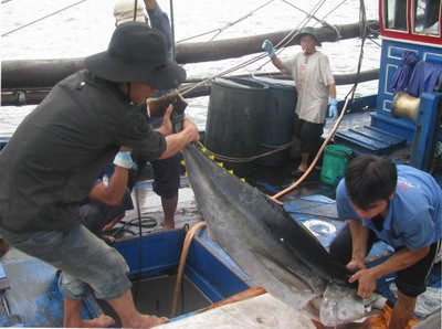 เพิ่มมูลค่าให้แก่ผลิตภัณฑ์ปลาโอของเวียดนาม - ảnh 3